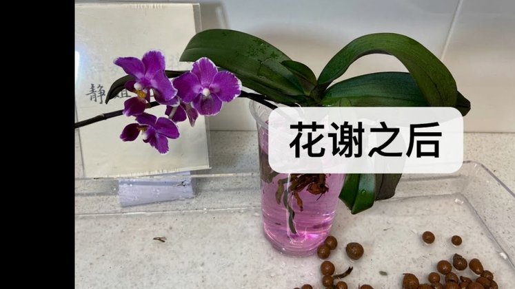 花呗套钱揭秘：真假消费陷阱