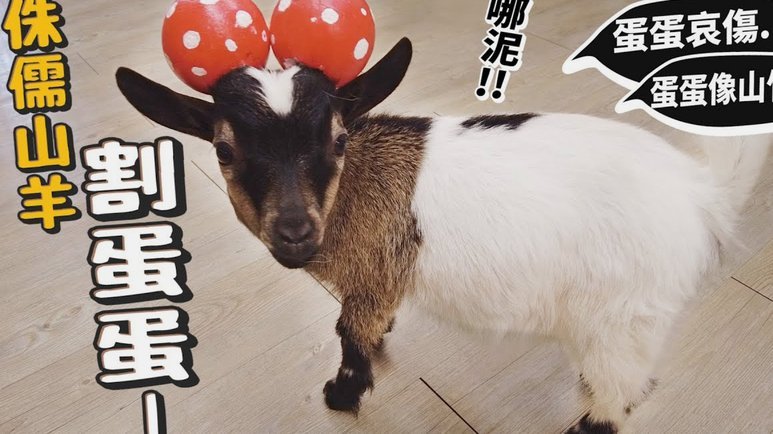 羊小咩享花卡真能套现变现吗？全方位解析！