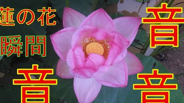 花呗套现风险：安全使用指南