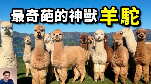 羊小咩花卡提现：理性规划您的资金