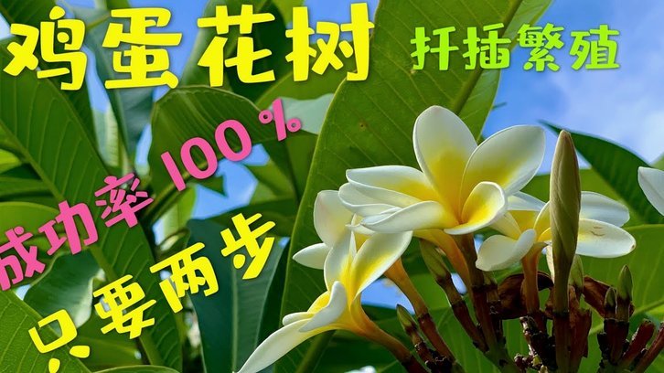 拿去花好用吗