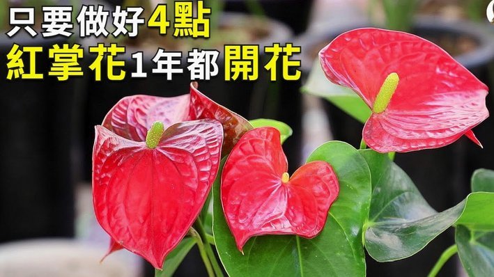 怎么才能套花呗的钱