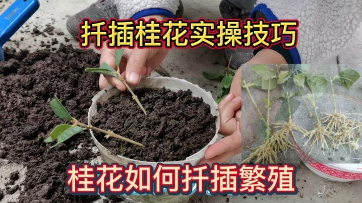 携程积分“拿去花”攻略：如何高效兑换和抵扣