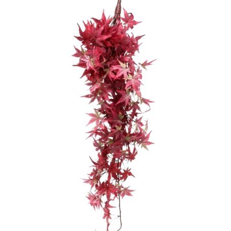 安逸花12500红色借出来了