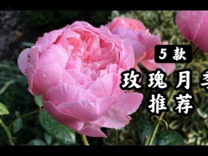羊小咩享花卡怎么买东西